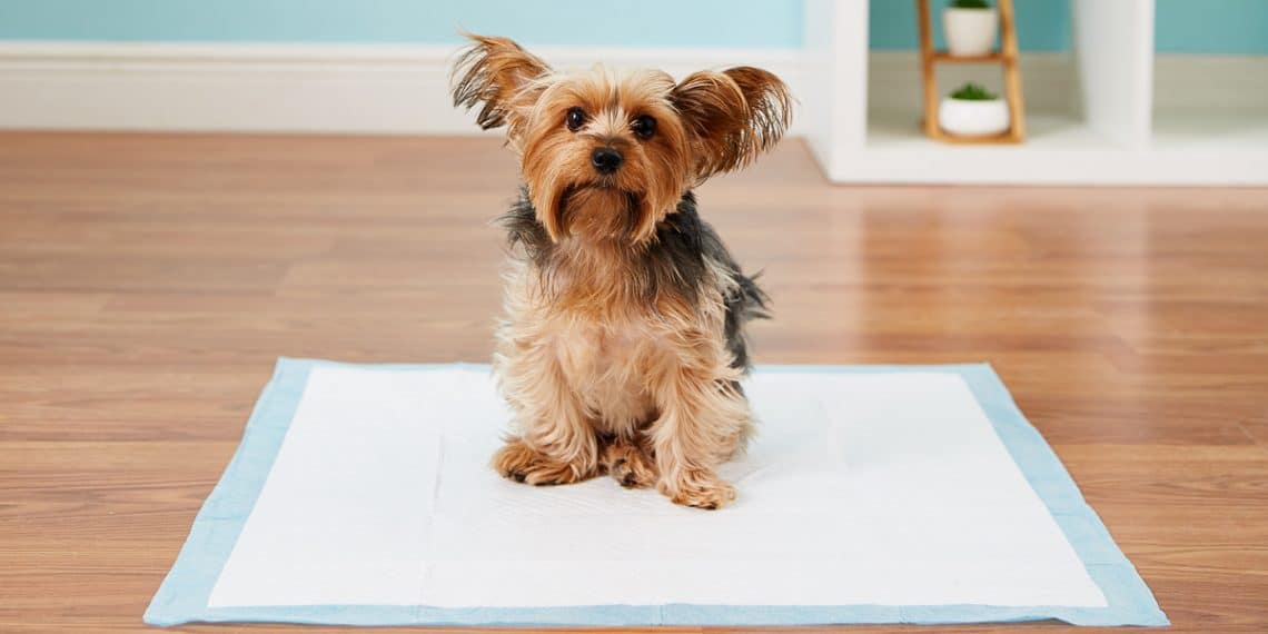 How to Train your Puppy to go on Potty Pads Dog Corner