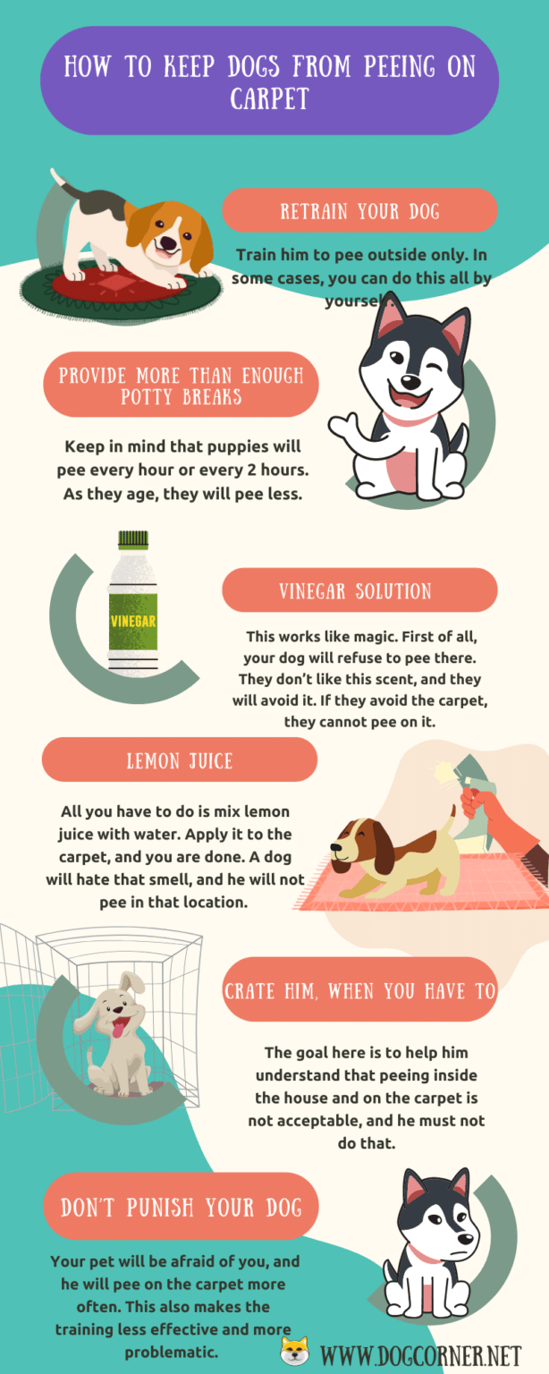 How to Keep Dogs from Peeing on Carpet Dog Corner