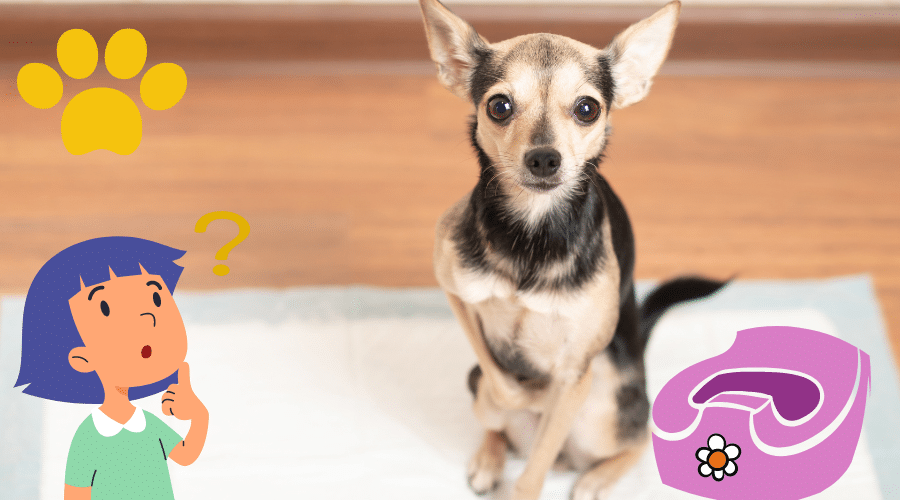 How to Train your Puppy to Go On Potty Pads Dog Corner