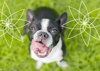 How To Calm A Hyper Dog