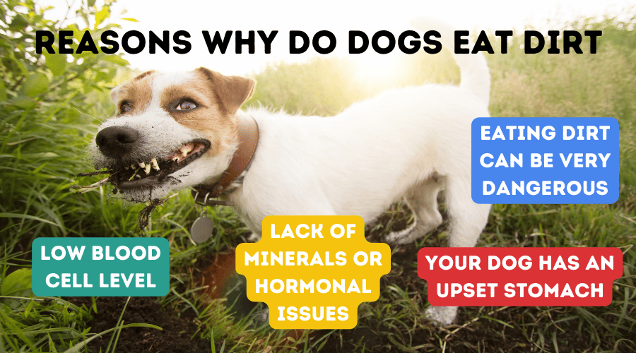 Reasons Why Do Dogs Eat Dirt