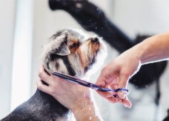 How to Groom Your Dog At Home