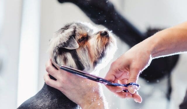 How to Groom Your Dog At Home