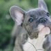 French Bulldogs: Pros and Cons