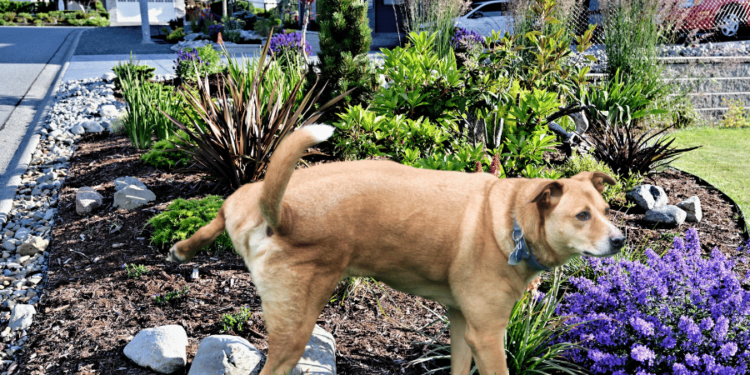 How To Keep Dogs From Peeing On Plants