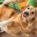 Why Do Dogs Roll On Their Toys