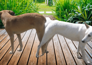 How Do You Get Dogs Unstuck