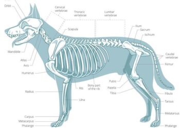How Many Bones Does a Dog Have?