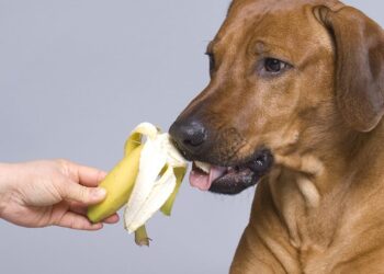Can Dogs Eat Bananas?