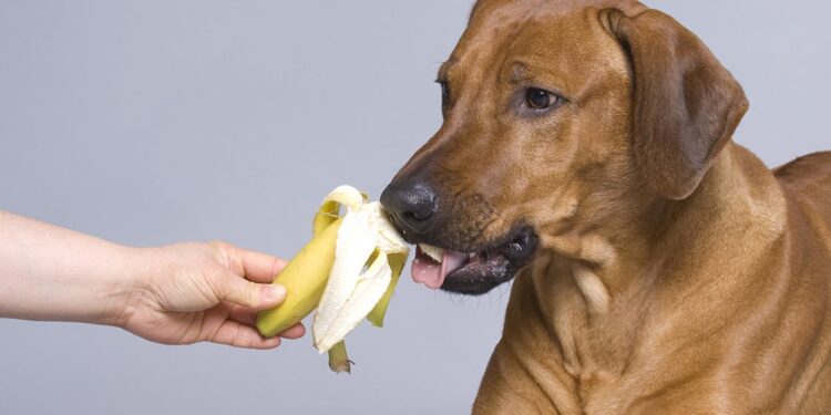 Can Dogs Eat Bananas?