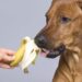Can Dogs Eat Bananas?