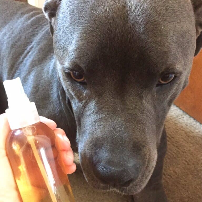 How To Keep Flies OFF Dogs Dog Corner