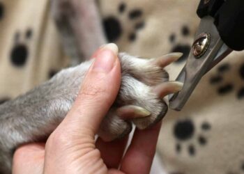 how to cut puppy's nails