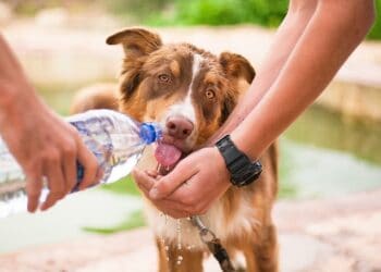 How Long Can A Dog Go Without Water