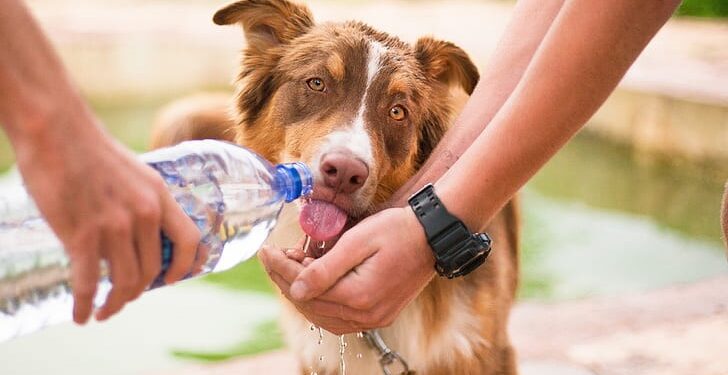 How Long Can A Dog Go Without Water