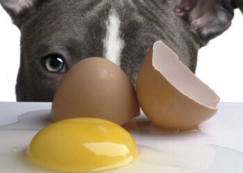 Can Dogs Eat Eggs?