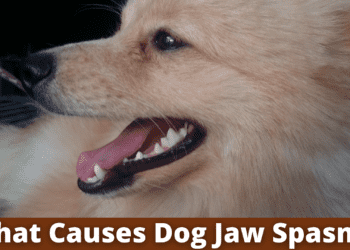 What Causes Dog Jaw Spasms?