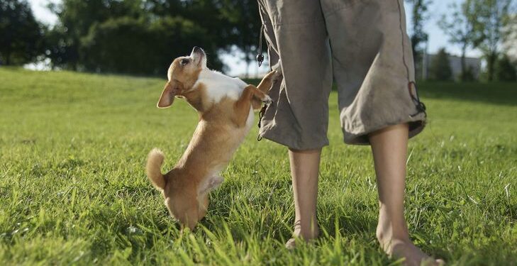 Why Does My Dog Hump Me and No One Else?