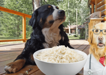 Can Dogs Eat Rice