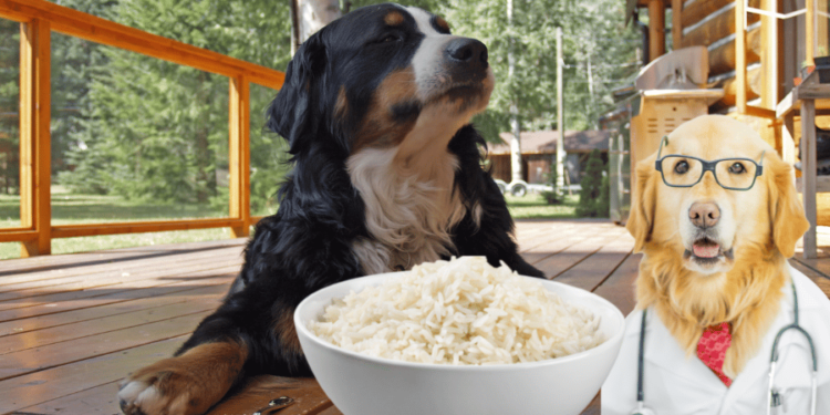 Can Dogs Eat Rice
