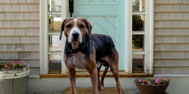 Why Don't Dogs Live Longer