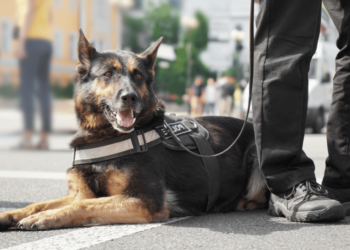 Police Dogs Neutered