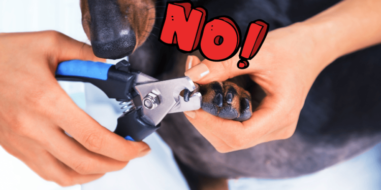 My Dog Won't Let Me Cut His Nails