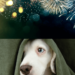 How Can I Help My Dog Traumatized by Fireworks