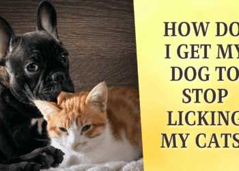 How Do I Get My Dog To Stop Licking My Cats?