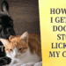 How Do I Get My Dog To Stop Licking My Cats?