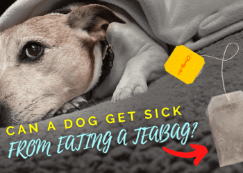 Can A Dog Get Sick From Eating A Tea Bag?