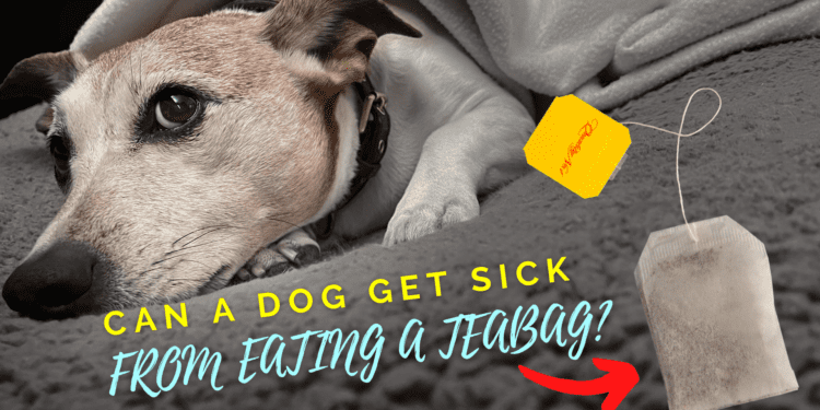 Can A Dog Get Sick From Eating A Tea Bag?
