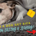 Can A Dog Get Sick From Eating A Tea Bag?