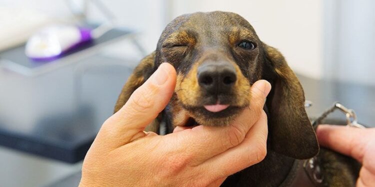 What Does It Mean If A Dog Can’t Keep Eyes Open