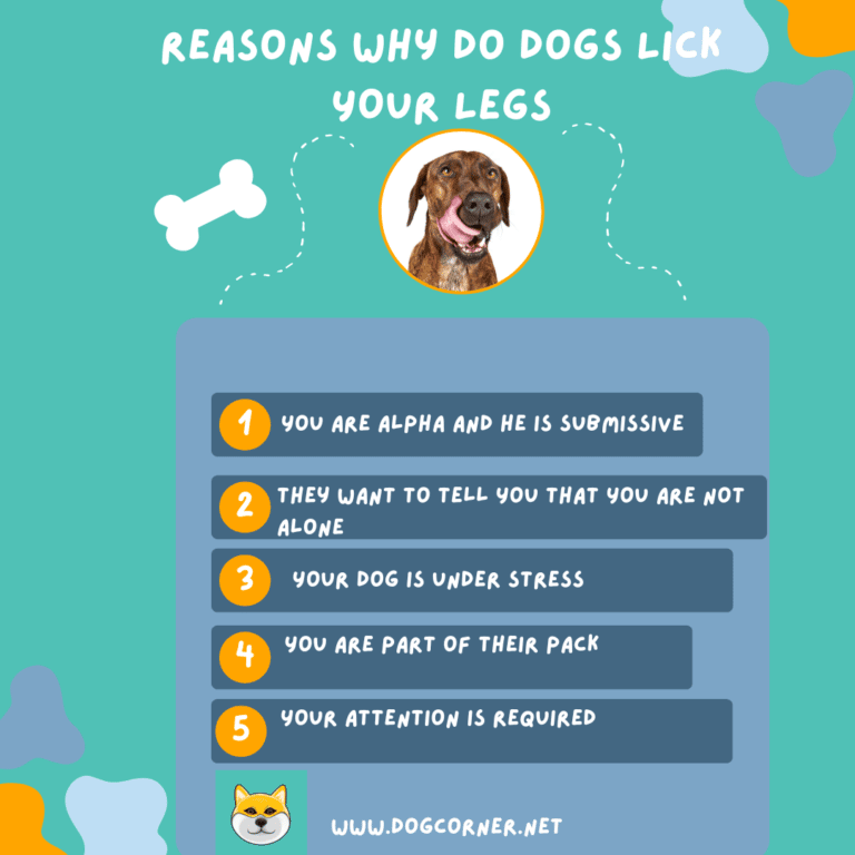 Why Do Dogs Lick My Legs? Dog Corner