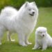 Top 4 Big Fluffy Dog Breeds