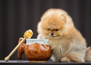 Can Dogs Eat Honey?