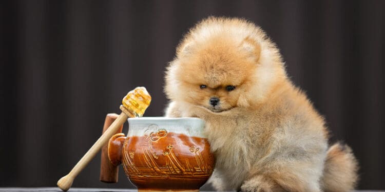 Can Dogs Eat Honey?