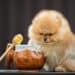 Can Dogs Eat Honey?