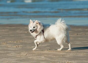 10 Most Spectacular Japanese Dog Breeds