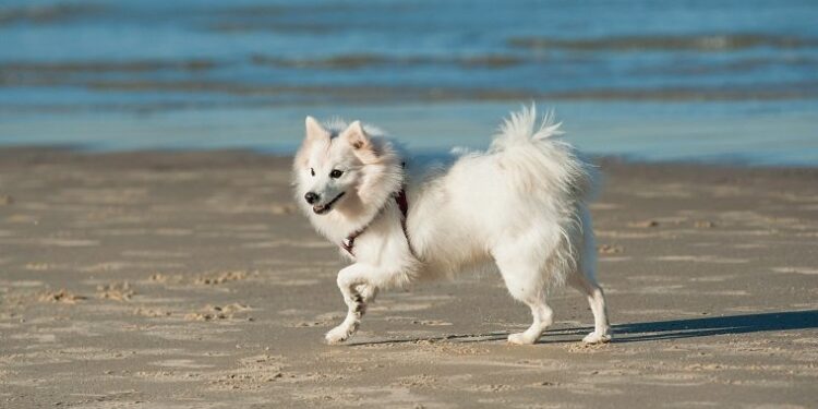 10 Most Spectacular Japanese Dog Breeds