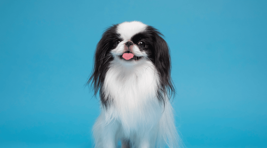 Japanese Chin desirable japanese dog breed