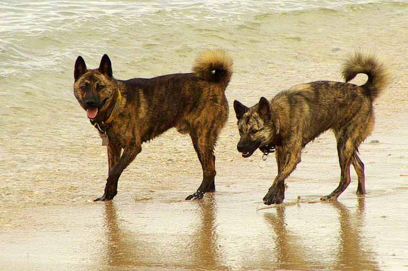 Ryukyu Inu Japanese dog breeds