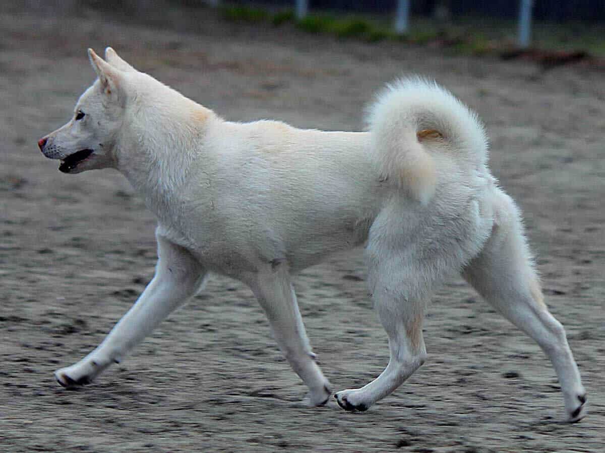 Kishu japanese dog breed