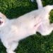 Why Do Dogs Roll In Grass All The Time?