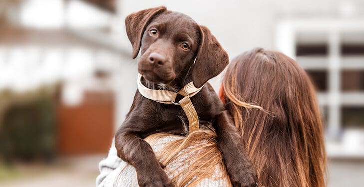 Making Your Newly Adopted Dog Feel Right At Home