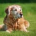 How Long Do Golden Retrievers Live?