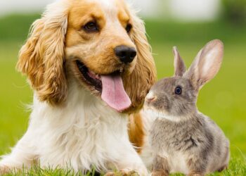 Dog Chasing Rabbits: What To Do