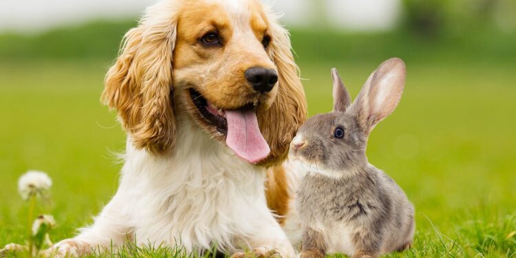 Dog Chasing Rabbits: What To Do