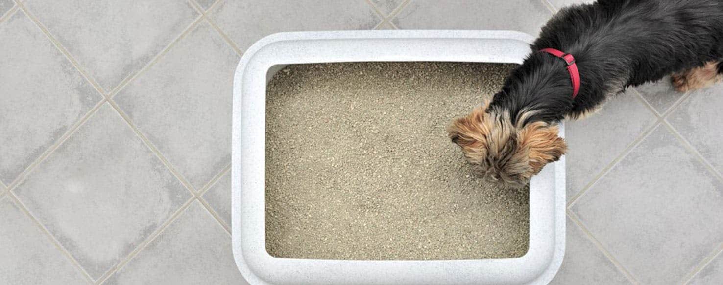 Litter Box Training A Dog Pros And Cons Dog Corner